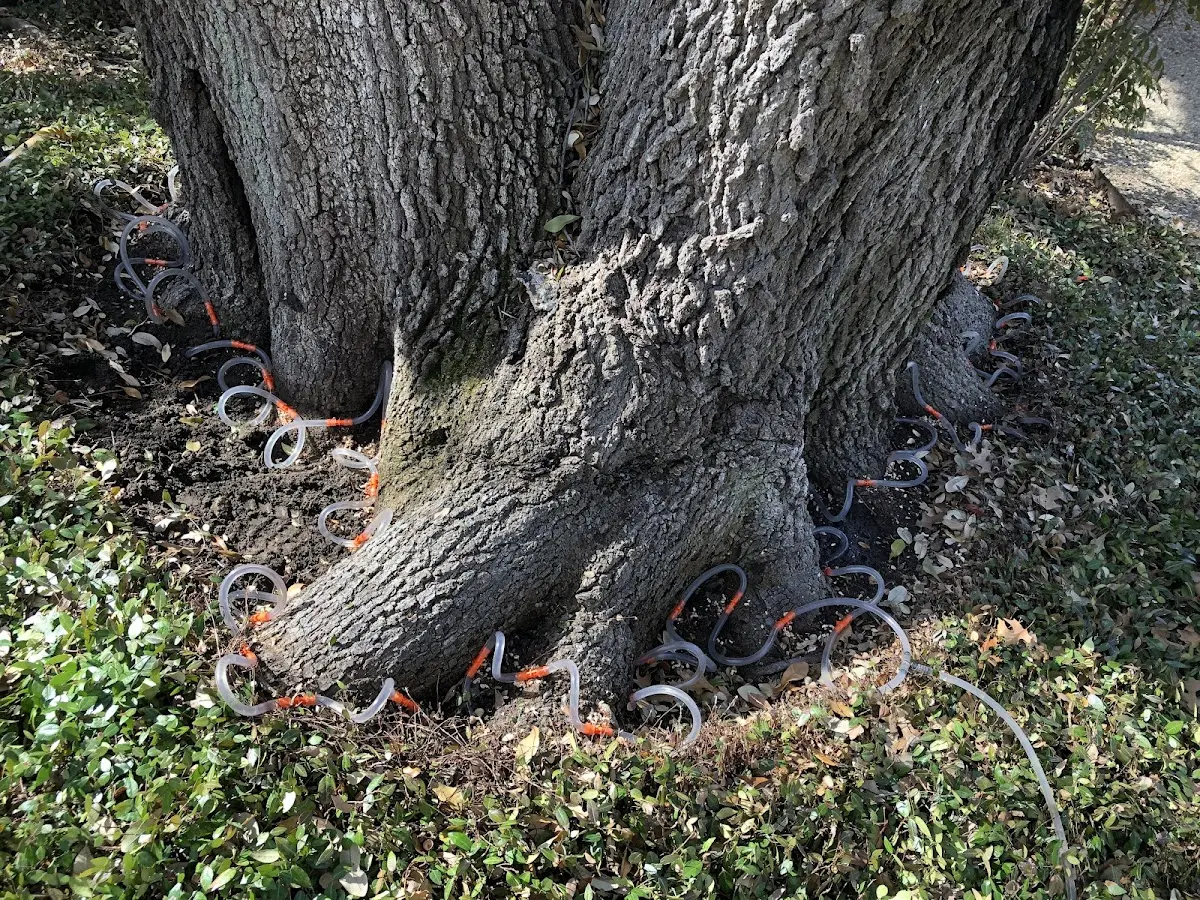 Detailed Tree Cabling and Bracing job site in Perkinsville