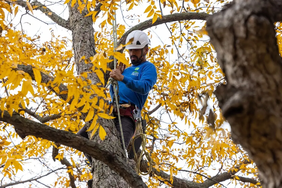 Skilled Tree Planing crew working in Perkinsville