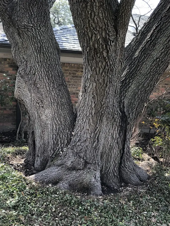 Mature heritage tree close to a Perkinsville property cared for by certified arborists